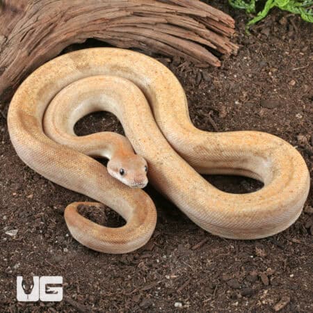 Male Salmon Boa For Sale - Underground Reptiles