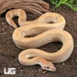 Male Salmon Boa For Sale - Underground Reptiles
