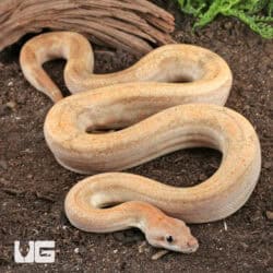 Male Salmon Boa For Sale - Underground Reptiles