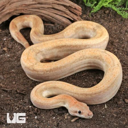 Male Salmon Boa For Sale - Underground Reptiles