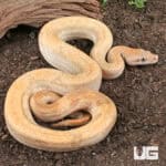 Male Salmon Boa For Sale - Underground Reptiles