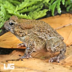 Niger Delta Toads For Sale - Underground Reptiles