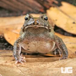 Niger Delta Toads For Sale - Underground Reptiles