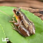 Reed Frogs For Sale - Underground Reptiles
