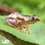 Nigerian Clown Reed Frogs For Sale - Underground Reptiles