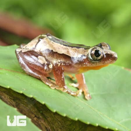 Nigerian Clown Reed Frogs For Sale - Underground Reptiles