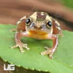 Nigerian Clown Reed Frogs For Sale - Underground Reptiles