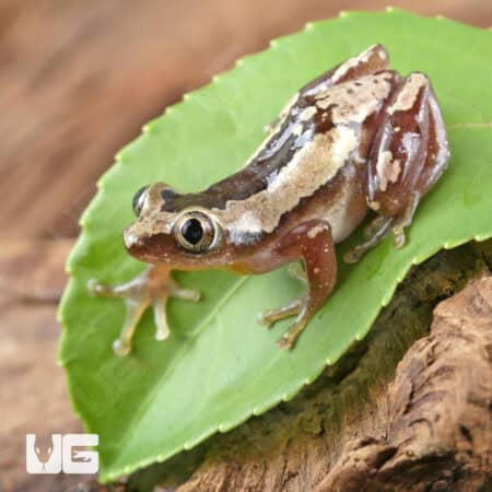 Nigerian Clown Reed Frogs For Sale - Underground Reptiles