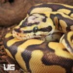 Baby Pastel Yellowbelly Scaleless Head Ball Python For Sale - Underground Reptiles