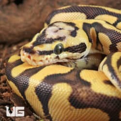 Baby Pastel Yellowbelly Scaleless Head Ball Python For Sale - Underground Reptiles