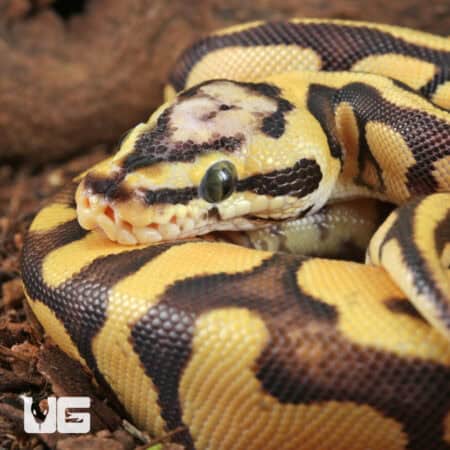 Baby Pastel Yellowbelly Scaleless Head Ball Python For Sale - Underground Reptiles