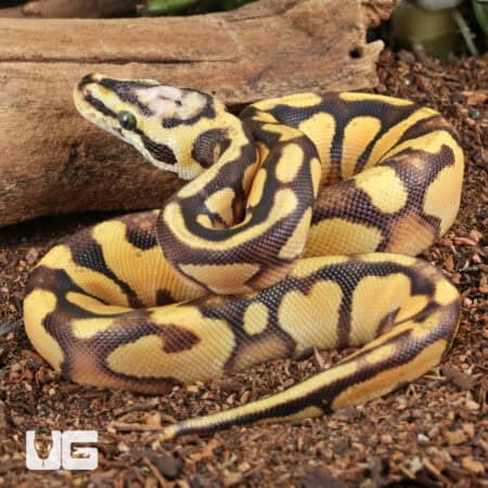 Baby Pastel Yellowbelly Scaleless Head Ball Python For Sale - Underground Reptiles