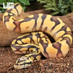 Baby Pastel Yellowbelly Scaleless Head Ball Python For Sale - Underground Reptiles