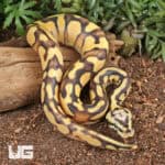 Baby Pastel Yellowbelly Scaleless Head Ball Python For Sale - Underground Reptiles