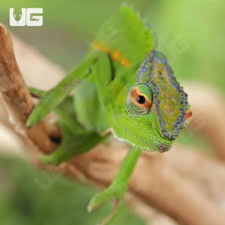 Peacock Chameleon for sale - Underground Reptiles