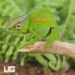 Peacock Chameleon for sale - Underground Reptiles