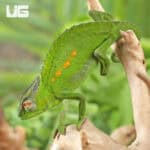 Peacock Chameleon for sale - Underground Reptiles