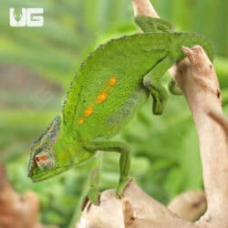 Peacock Chameleon for sale - Underground Reptiles