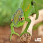 Peacock Chameleon for sale - Underground Reptiles