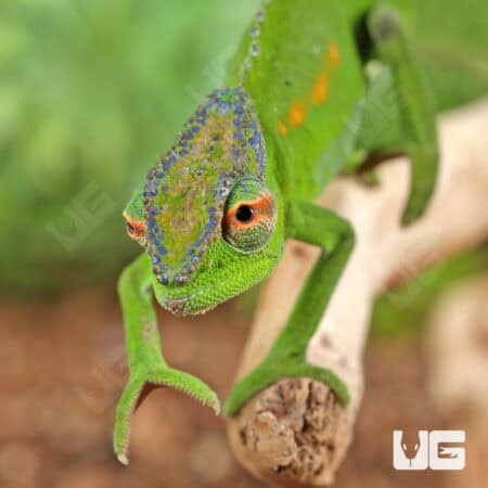 Peacock Chameleon for sale - Underground Reptiles