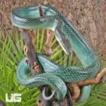 Blue Red Tail Green Ratsnake For Sale - Underground Reptiles