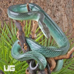 Blue Red Tail Green Ratsnake For Sale - Underground Reptiles