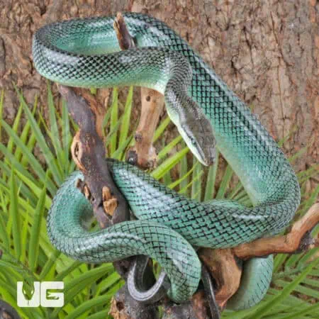 Blue Red Tail Green Ratsnake For Sale - Underground Reptiles
