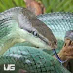 Blue Red Tail Green Ratsnake For Sale - Underground Reptiles