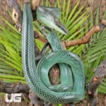 Blue Red Tail Green Ratsnake For Sale - Underground Reptiles
