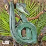 Blue Red Tail Green Ratsnake For Sale - Underground Reptiles