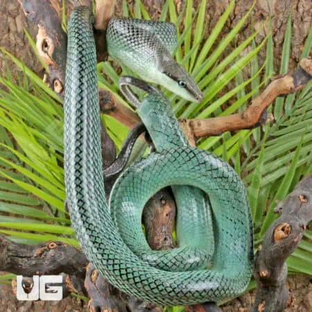 Blue Red Tail Green Ratsnake For Sale - Underground Reptiles