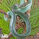Blue Red Tail Green Ratsnake For Sale - Underground Reptiles