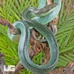 Blue Red Tail Green Ratsnake For Sale - Underground Reptiles