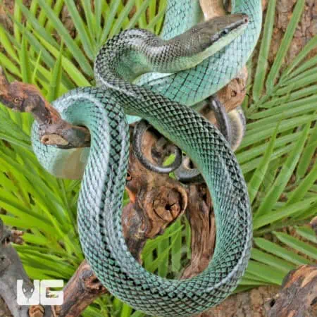 Blue Red Tail Green Ratsnake For Sale - Underground Reptiles