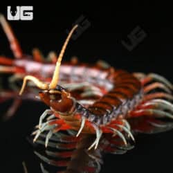Scolopendra Subspinipes For Sale - Underground Reptiles