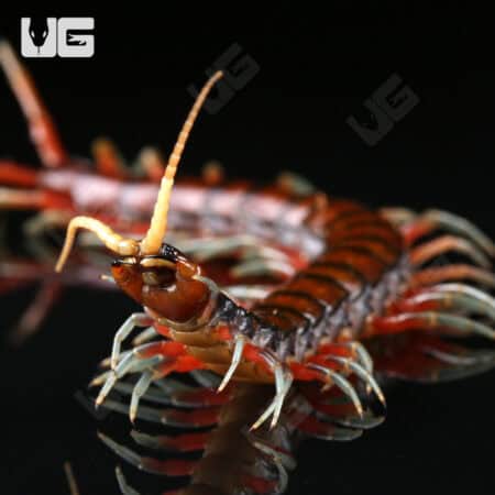 Scolopendra Subspinipes For Sale - Underground Reptiles