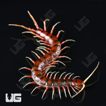 Scolopendra Subspinipes For Sale - Underground Reptiles