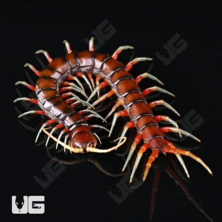 Scolopendra Subspinipes For Sale - Underground Reptiles