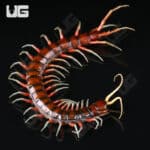 Scolopendra Subspinipes For Sale - Underground Reptiles