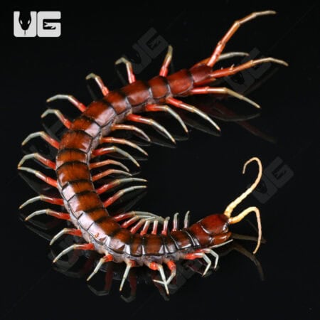 Scolopendra Subspinipes For Sale - Underground Reptiles