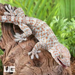 Silver Tokay Geckos for sale - Underground Reptiles