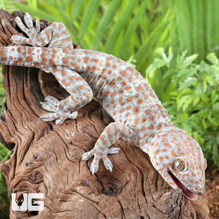 Silver Tokay Geckos for sale - Underground Reptiles