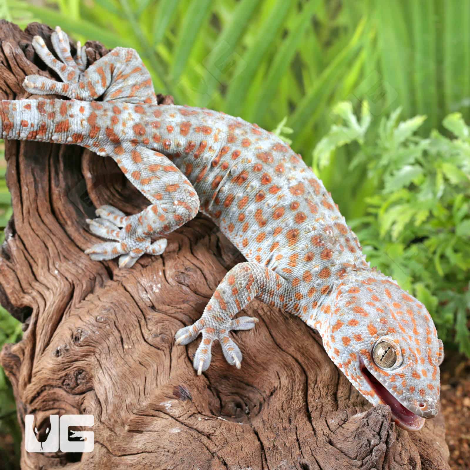 Silver Tokay Geckos for sale - Underground Reptiles