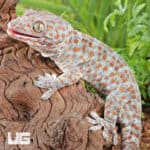 Silver Tokay Geckos for sale - Underground Reptiles