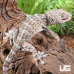 Silver Tokay Geckos for sale - Underground Reptiles