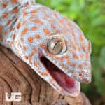 Silver Tokay Geckos for sale - Underground Reptiles