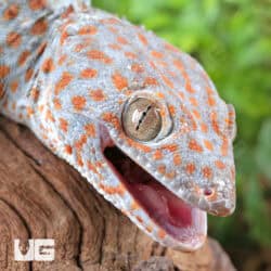 Silver Tokay Geckos for sale - Underground Reptiles