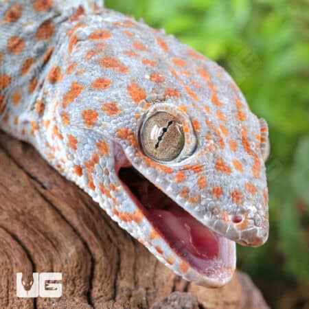 Silver Tokay Geckos for sale - Underground Reptiles