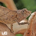 Spectral Pygmy Chameleon for sale - Underground Reptiles