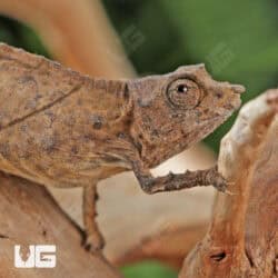 Spectral Pygmy Chameleon for sale - Underground Reptiles